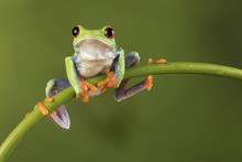 Red Eyed Tree Frog On Bamboo