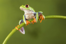 Red Eyed Tree Frog On Bamboo