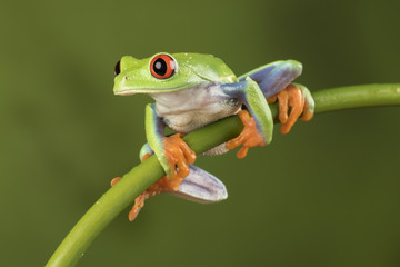 Red Eyed Tree Frog on Bamboo