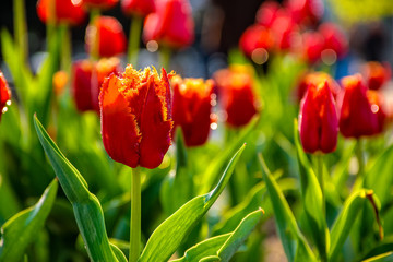 Wall Mural - red tulips on green blurred background