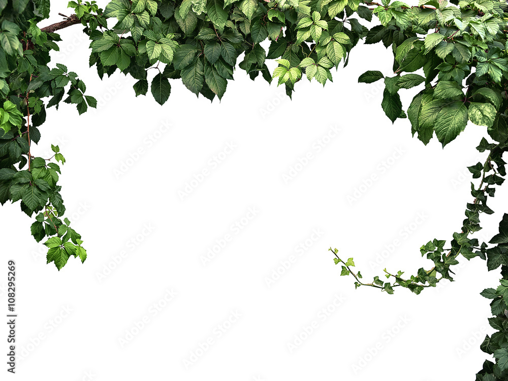 frame of the climbing plant isolated on white background - obrazy, fototapety, plakaty 