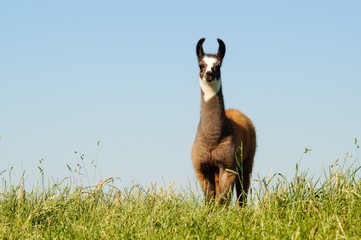 Braunes Lama auf einer Weide