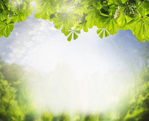 Summer landscape with green foliage of the chestnut tree