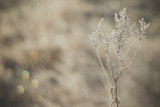 Fototapeta Dmuchawce - Dry plants covered by ice crystals