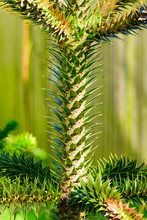 Araucaria Araucana, The Monkey Puzzle Tree, Monkey Tail Tree, Chilean Pine, Or Pehuen. Here Seen In Detail Close Up. It Is Described As A Living Fossil. National Tree Of Chile.