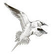 line Vector seagull. engraving illustration