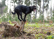 Beautiful mutt black dog Amy balancing on stump.