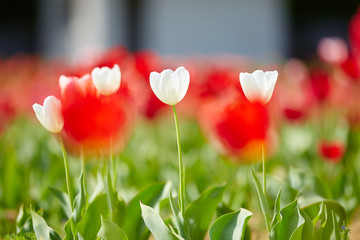 Colorful tulip garden in spring