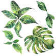 Set et of exotic watercolor green tropical leaves