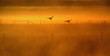 Fliegende Enten bei Sonnenaufgang