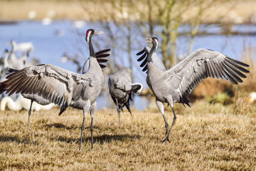 Canvas Print - Eurasian crane