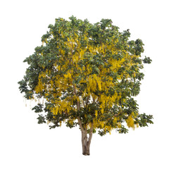 isolated shower tree on white background