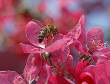 Close Up Of Bee On Apple Tree Blossom