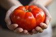 © Mat Hayward - hands holding large, fresh tomato