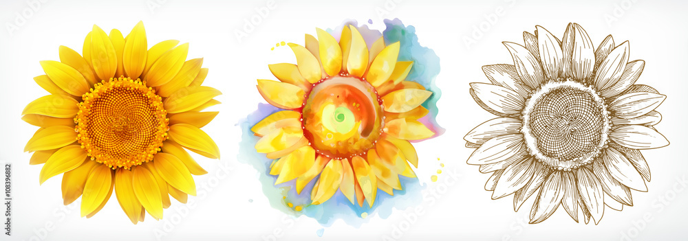 Sunflower, different styles, vector drawing, icon set - obrazy, fototapety, plakaty 