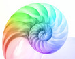 Nautilus in Regenbogenfarben