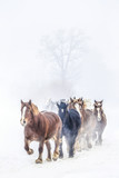 Fototapeta Konie - 走る馬の集団