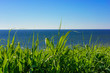 Nature background, grass, sea and sky