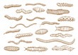 © Vector Tradition - Caterpillars, larvae, worms, slugs, centipedes