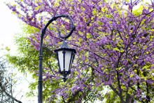 Street Lamp And Redbud Tree At Park In Istanbul