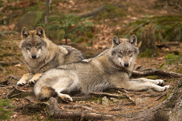 Plakat osłony wilk obszar chronionego krajobrazu