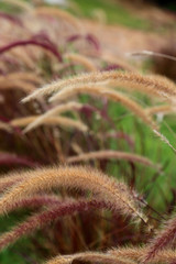 Wall Mural - Foxtail weed grass flowers, Nature blurred background.