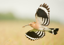 Eurasian Hoopoe In Flight, With Worm In The Beak, Clean Background, Hungary, Europe