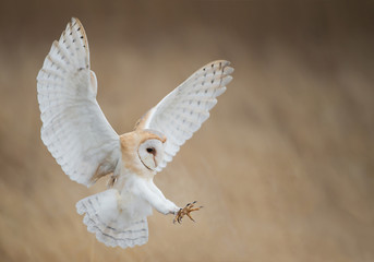 barn owl in flight just before attack, with open wings, clean background, czech republic, europe