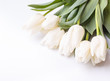 Bunch of white tulips on white background