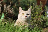 Fototapeta Koty - Ginger female cat playing in a garden