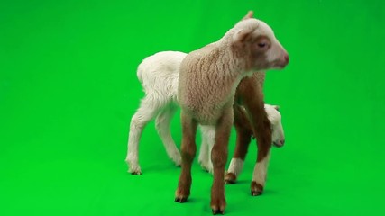 Poster - two little sheep on a green screen