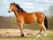 Portrait Of Bay Horse In Full Growth