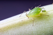 Aphid With Nymph