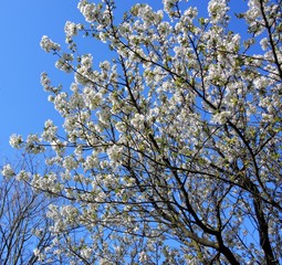 Colourful Spring blossom against a blue sky.