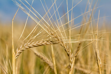 Ears of rye