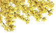 Gałązki forsycji z zółtymi kwiatami na białym tle.
Pięknie kwitnąca forsycja wczesną wiosną.