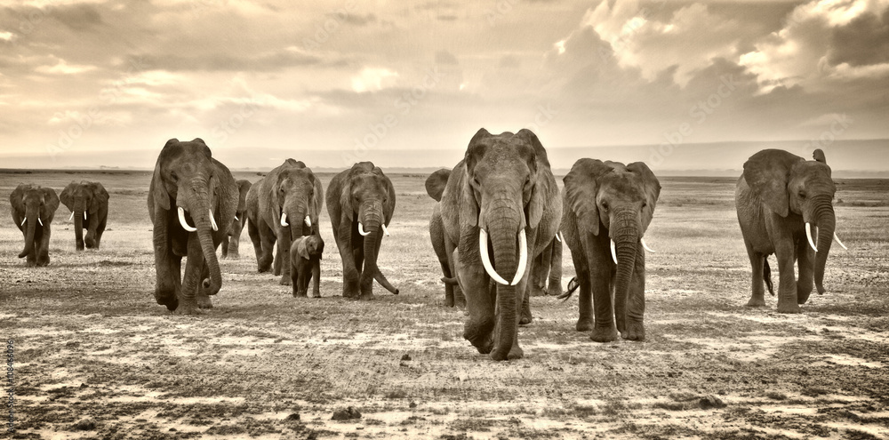 A herd of elephants walking group on the African savannah in the photos taken in the Amboseli reserve Kenya Africa - obrazy, fototapety, plakaty 
