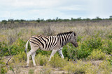 Fototapeta  - Zebra in Etosha, Namibia