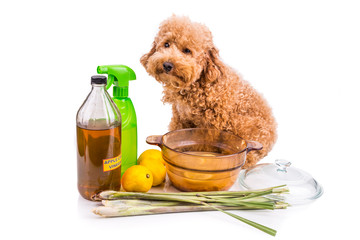 Wall Mural - Apple cider vinegar, lemon and lemongrass home remedy, safe and effective formula to repel fleas from pets and odor neutralizer 