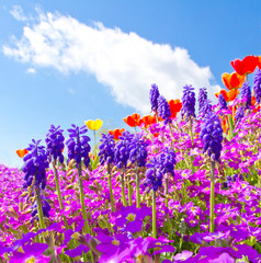 Fotomurales - Bunte Gartenblumen im Frühling