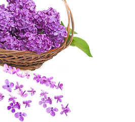 Wall Mural - pink lilac in a basket isolated on a white background