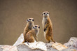 Meerkats watching