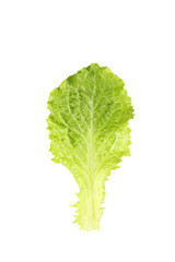 Fresh salad lettuce isolated on a white