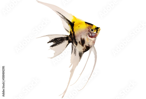 Fotografie, Obraz Koi angelfish pterophyllum scalare aquarium fish isolated on white