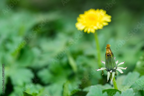 Fotografia, Obraz  Yellow dandelion bloom in a garden bed of hardy geraniums