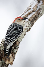 Male Red Bellied Woodpecker (Melanerpes Carolinus) Clinging To A Snowy Branch.