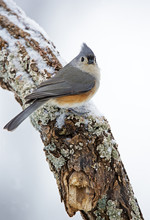 Tufted Titmouse (Parus Bicolor) Perched On A Snowy Branch.