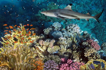 Wall Mural - colorful underwater coral reef and big angry hungry shark