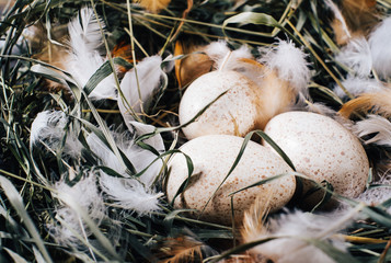 Wall Mural - Natural unpainted chicken eggs with bright feathers on the dry green grass in the nest on a wooden dark background of vintage boards close-up , easter eggs closeup