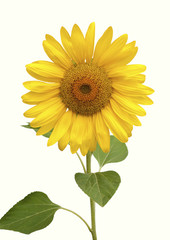 Poster - Sunflower flowers  isolated